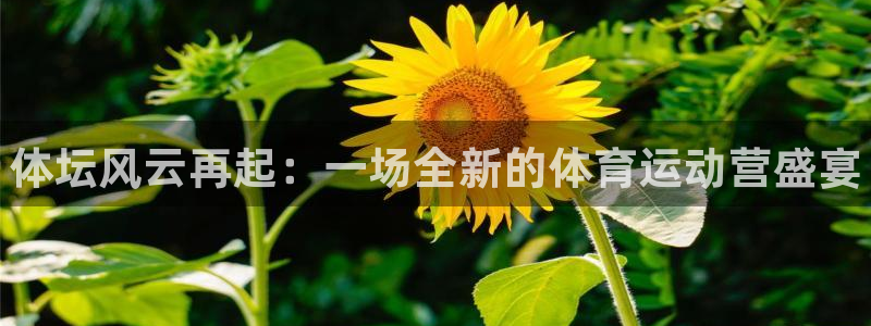 vsport体育官方正版app娱乐首页网站大全：体坛风云再起