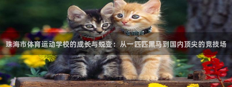 vsport体育官方正版app集团官网首页：珠海市体